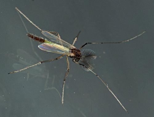 Microtendipes pedellus